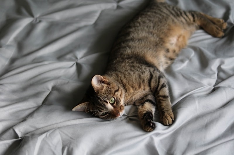 8 Reasons Your Cat Poops on the Bed & How to Fix it Catster