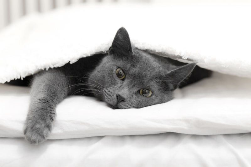 cat lying on bed under the sheet