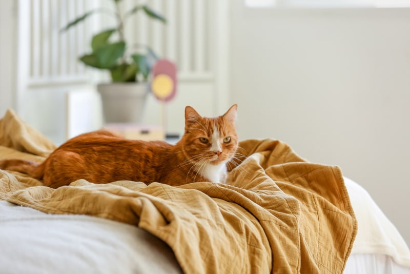 cat lying on blanket in bedroom