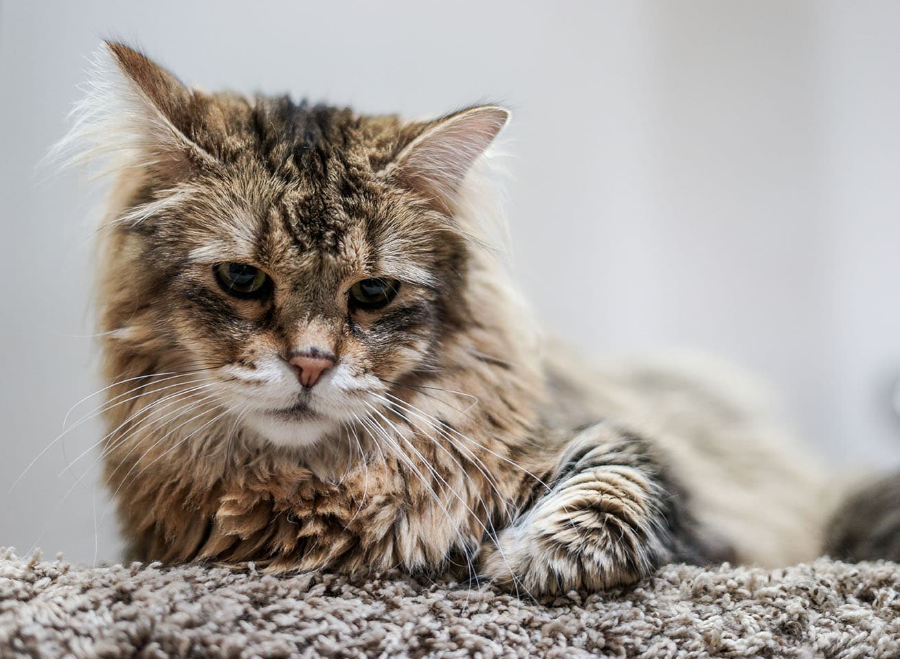 cat lying on frieze carpet