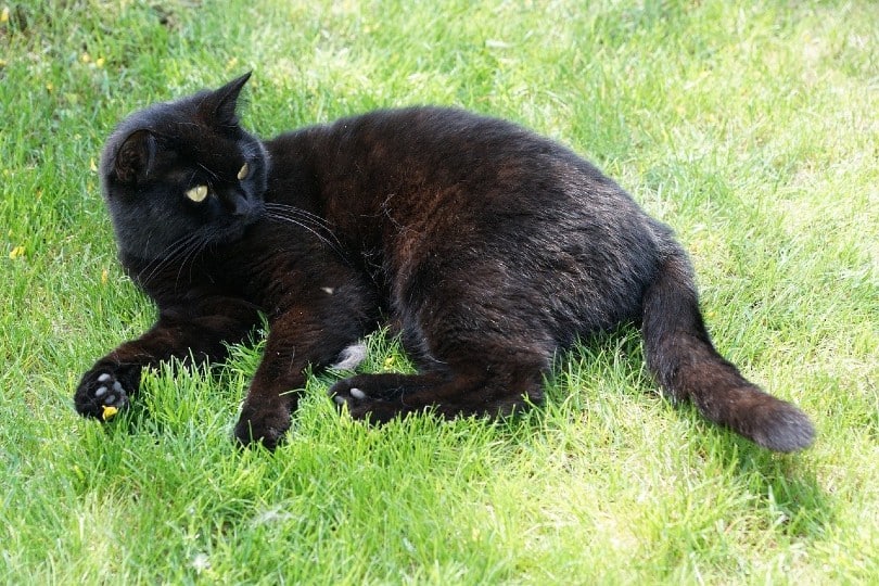 cat lying on green grass