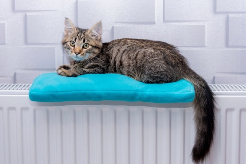 cat lying on heating pad