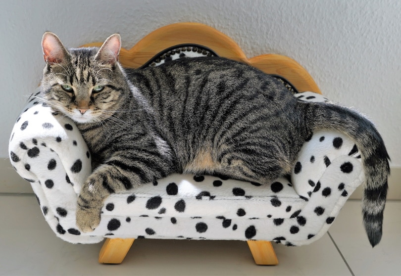 cat lying on sofa