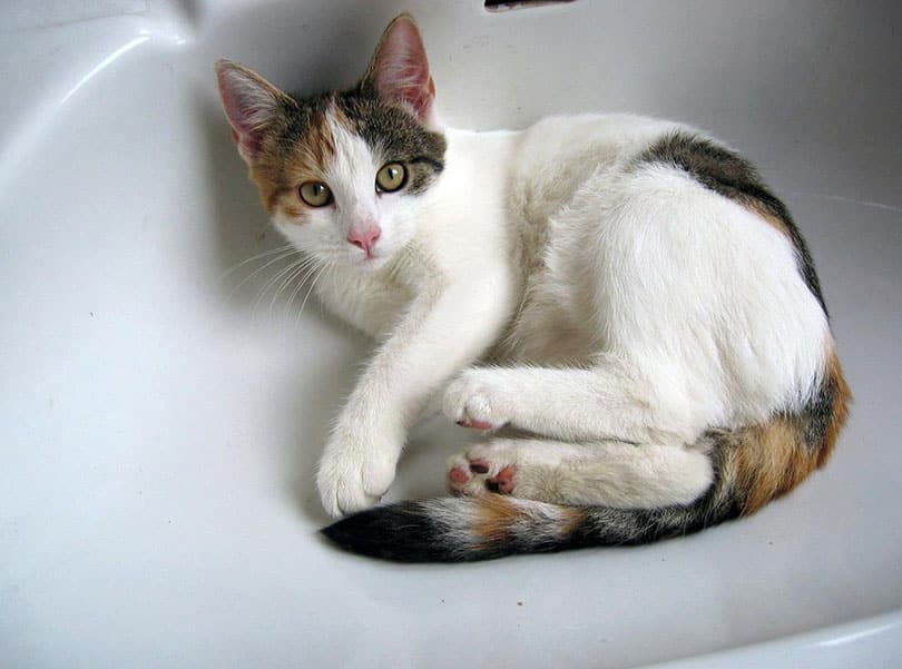 cat lying on the bathroom sink