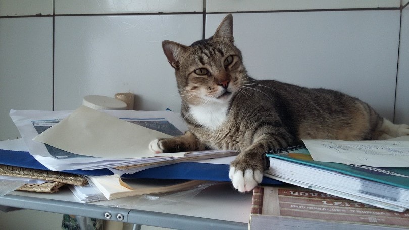 cat lying on the books