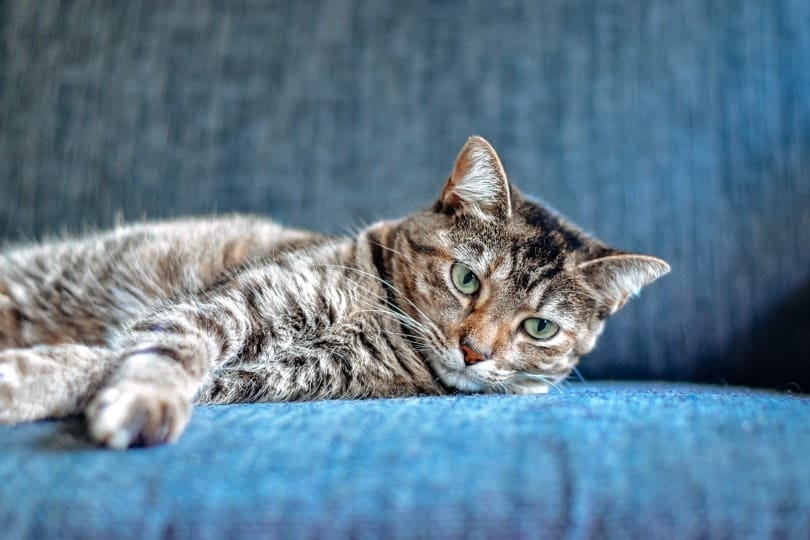 cat lying on the couch