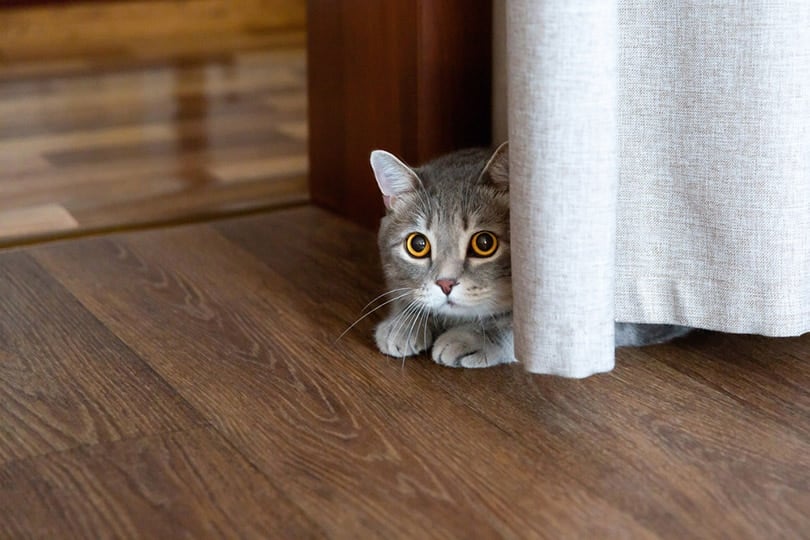 cat lying on the floor hiding behind the curtain