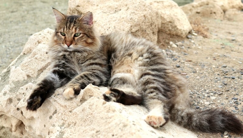 cat lying on the sand