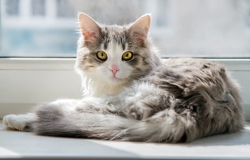 Grey and white cat lying on the windowsill