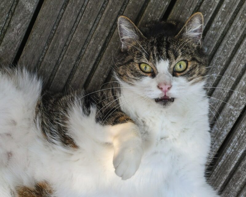 cat lying reaching its paw up