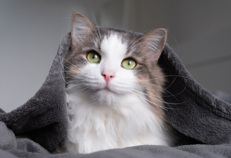 cat lying under the blanket in hotel room