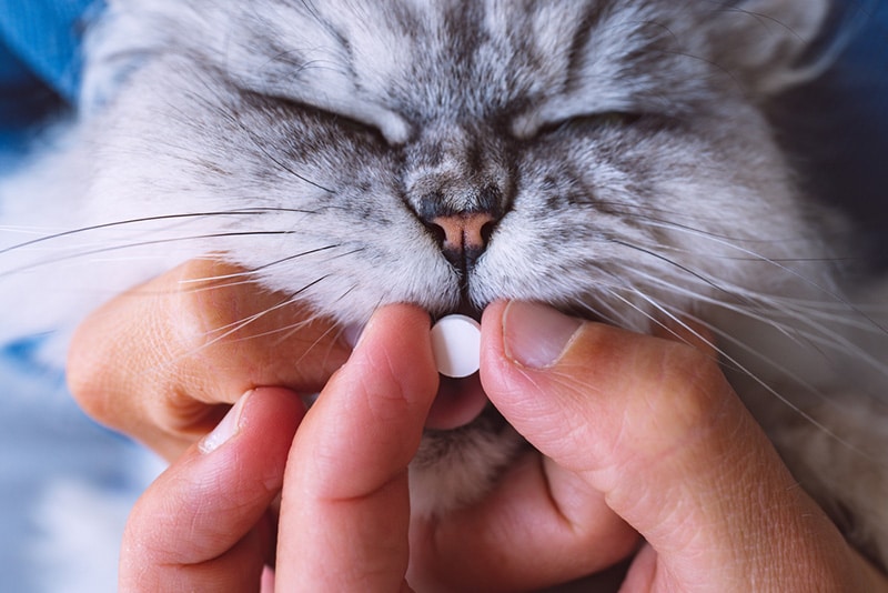 cat medication oral tablet