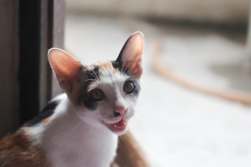 cat meowing and wanting to go out