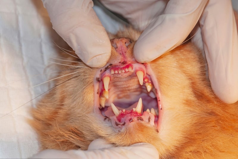 vet checking cat's mouth