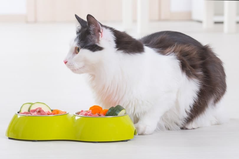 cat near food bowl with veggies