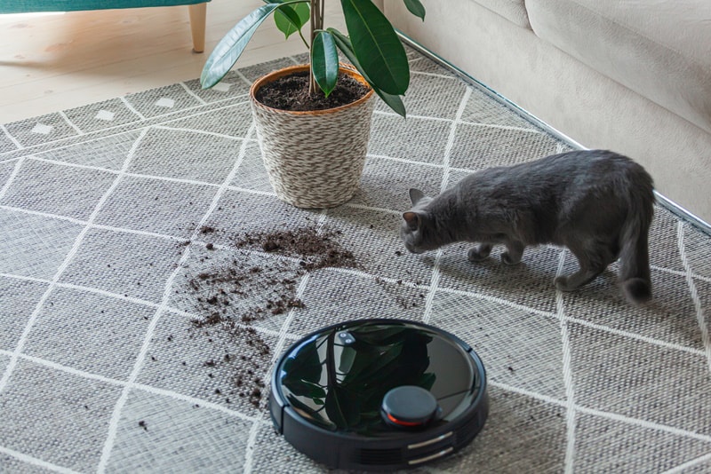 cat near robot vacuum cleaner