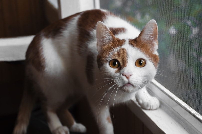 cat near window