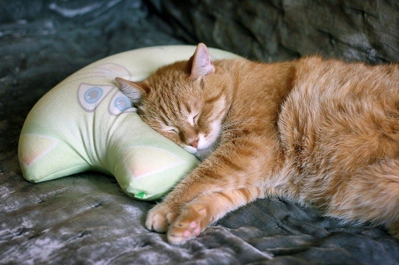 cat neck pillow