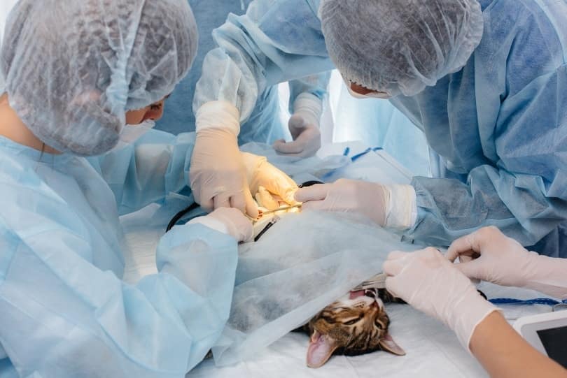cat neutering surgery