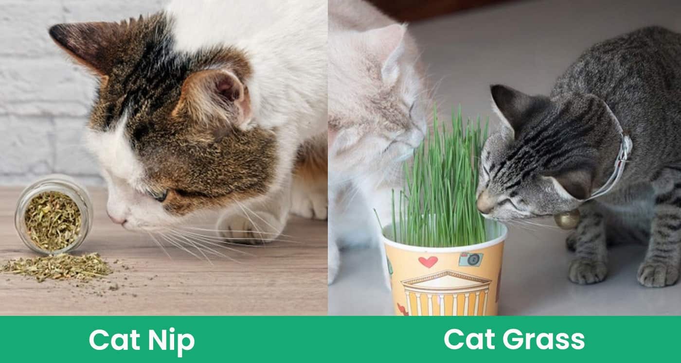 cat nip vs cat grass
