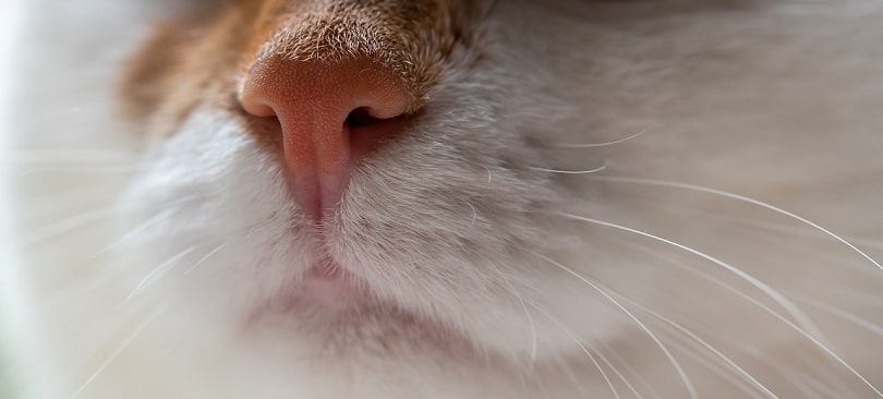 cat nose -pixabay