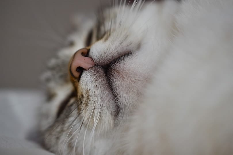 cat nose -pixabay