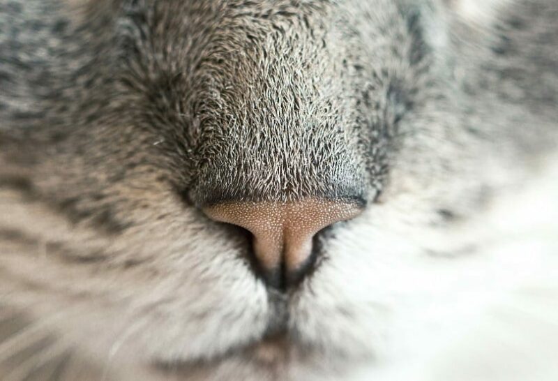 cat nose close up