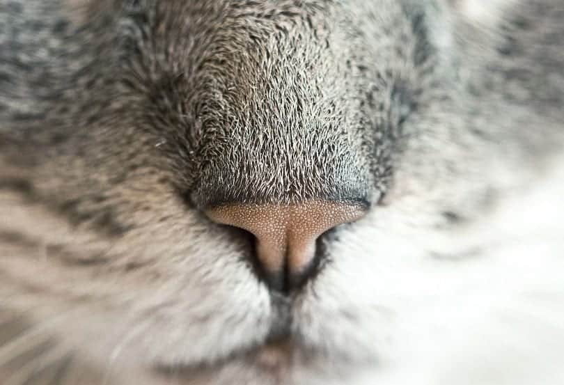 cat nose-pixabay