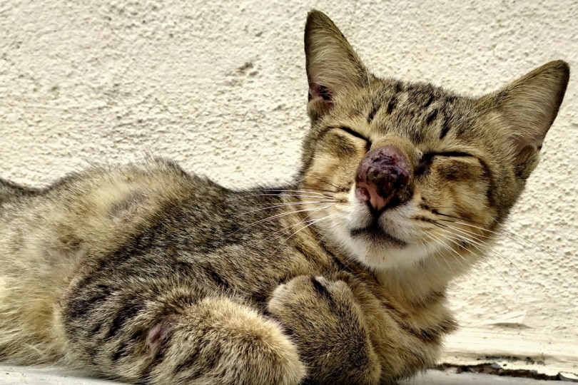 cat nose with wound