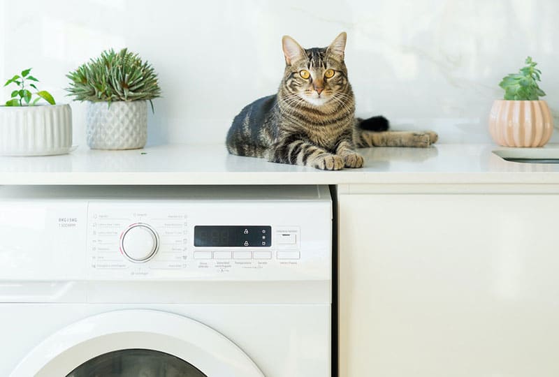 cat on a counter above the washing machine