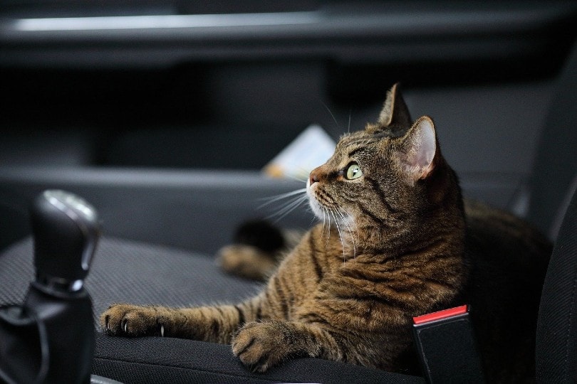 cat on a front passenger seat of a car