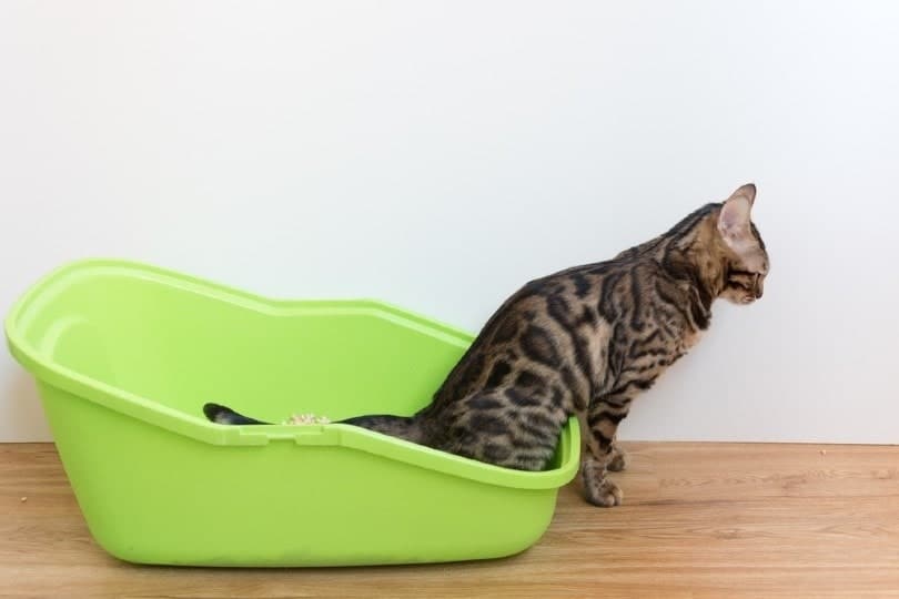 cat-on-a-green-litter-tray