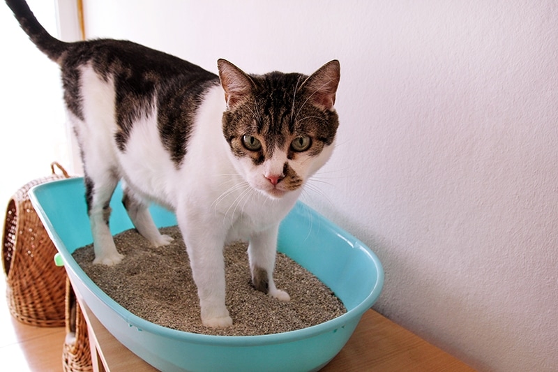 cat-on-a-litter-box-filled-with-sand_