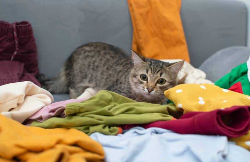 cat on a pile of clothes