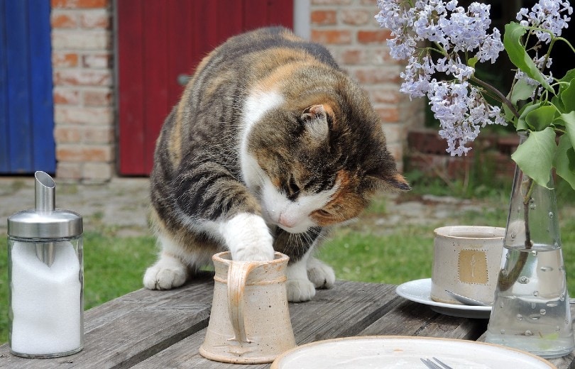 cat on a wooden table_HartmutStein, Pixabay