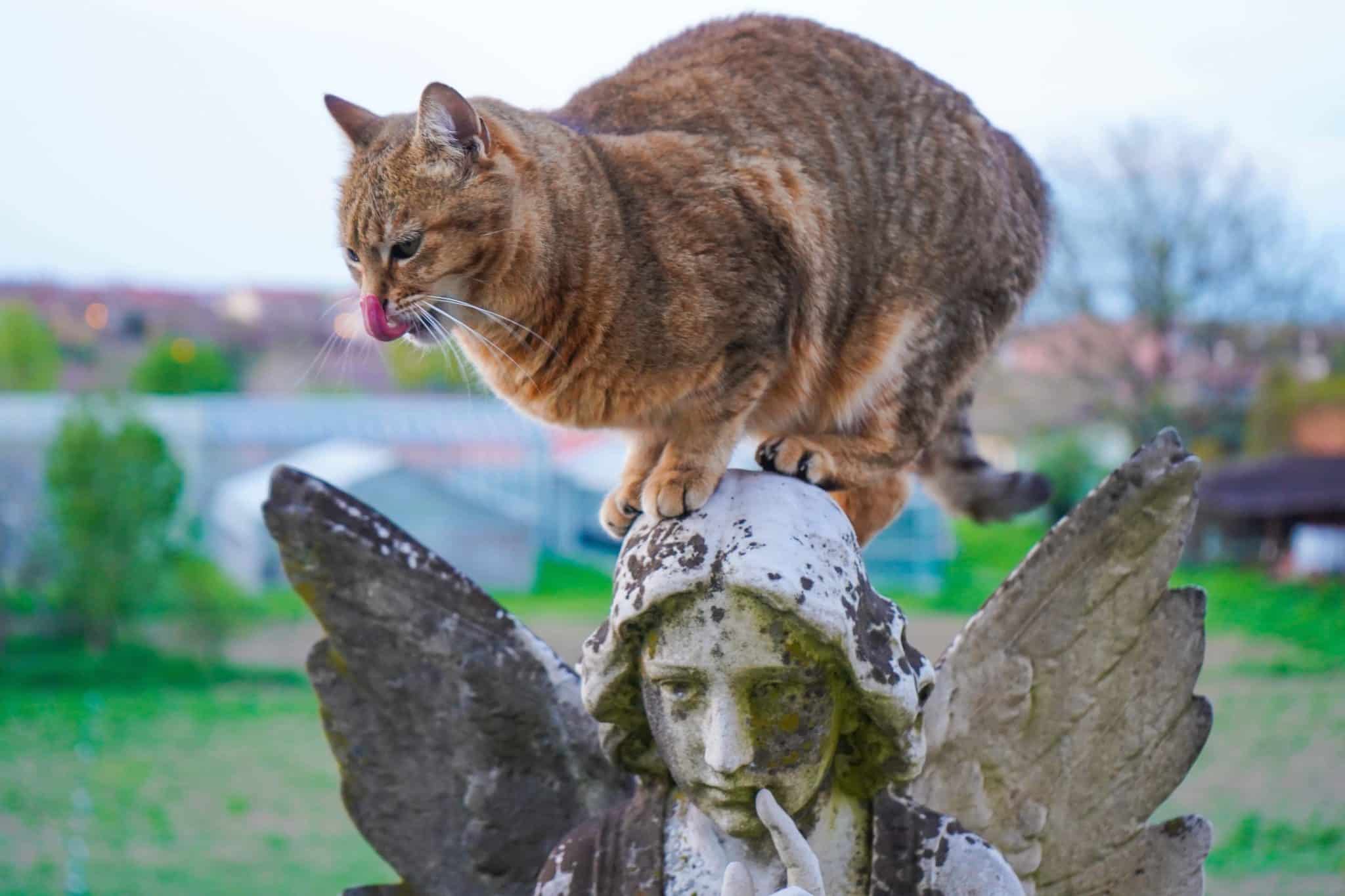 cat on angel statue european