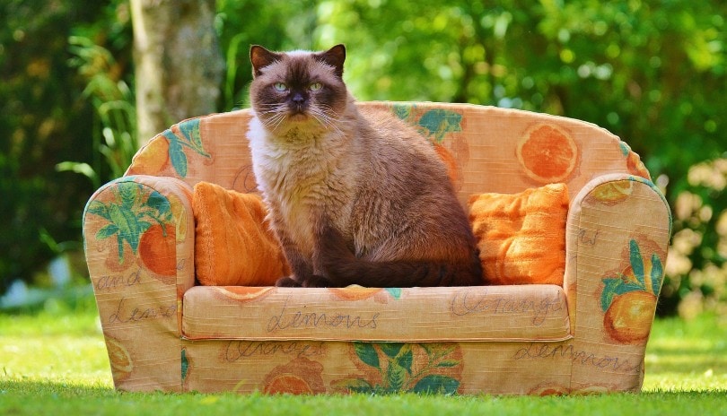 cat on couch outdoor