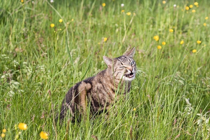 cat on grass field