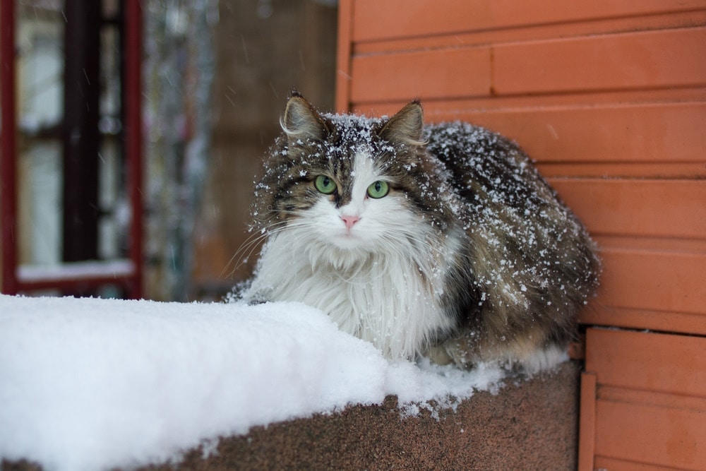 cat on snow