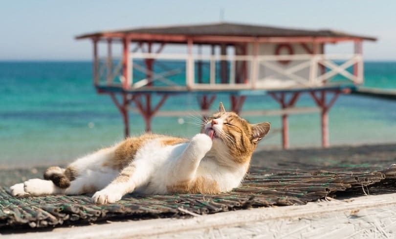 cat on the Black Sea in Odessa_Anna Vangorodska_shutterstock