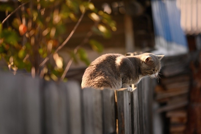 cat on the fence