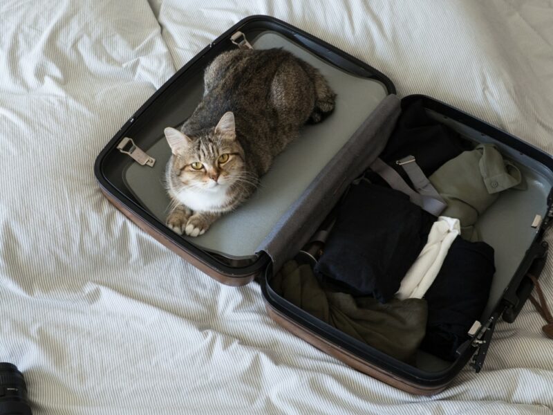 Can on travel luggage