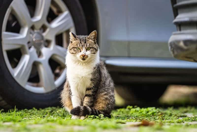 cat outside the car