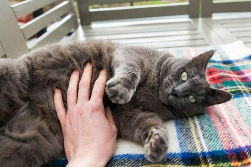 cat owner belly rubbing her cat