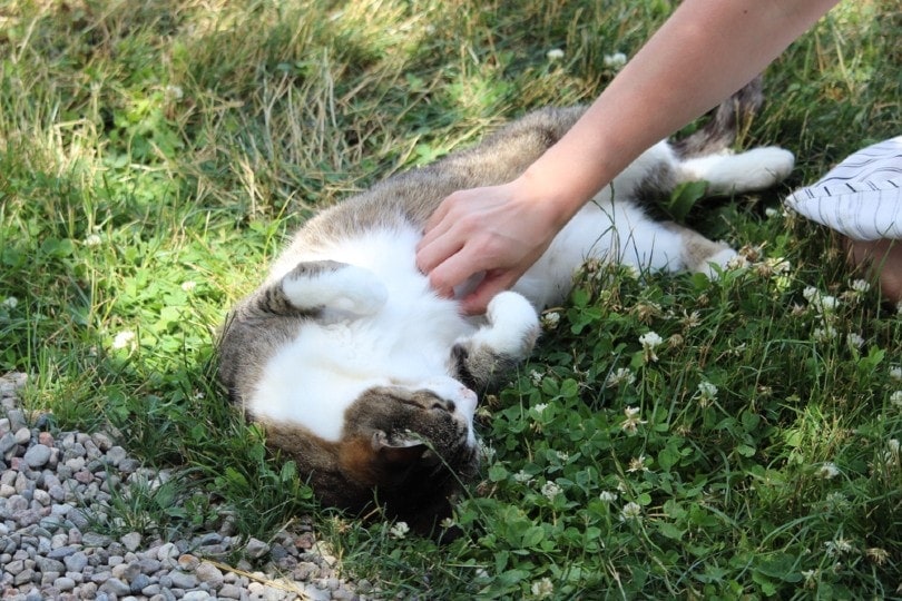 cat owner rubbing her pet cat's belly outside