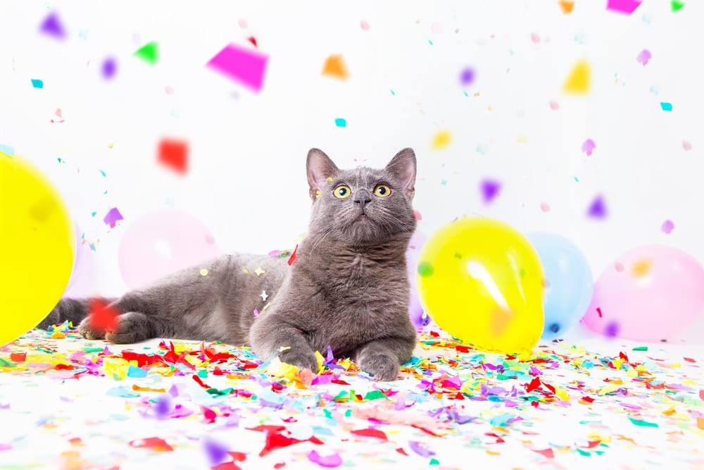 cat lying among party decorations