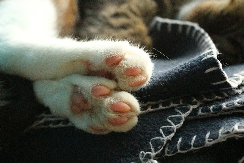 cat paws