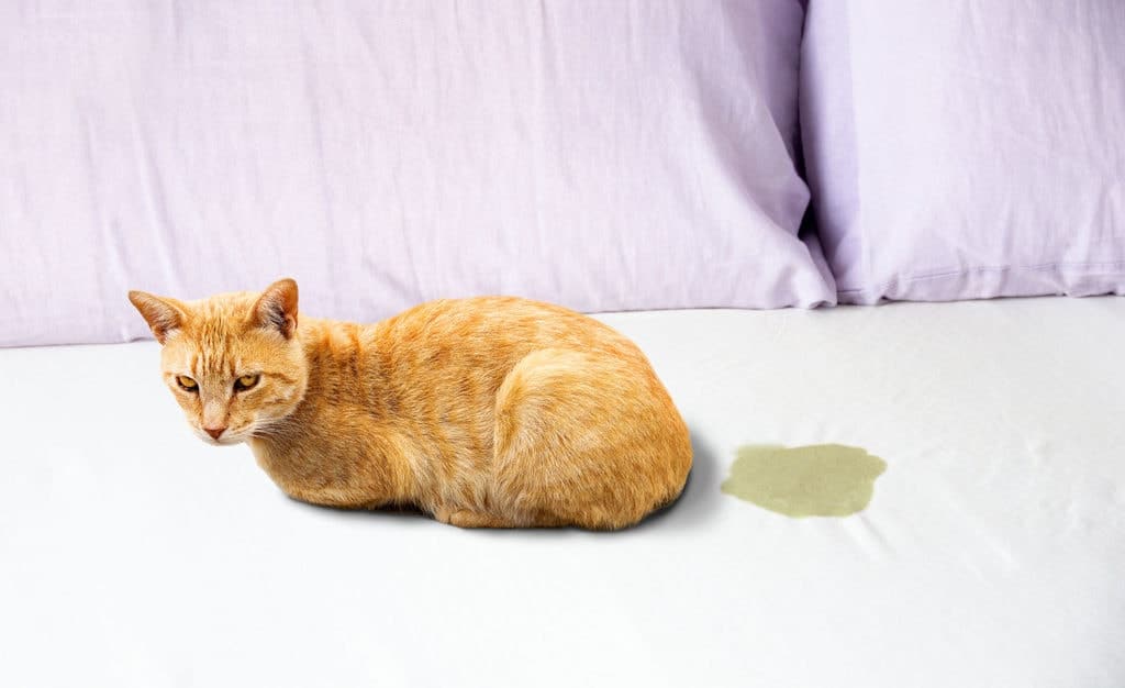 Why Do Cats Pee on the Bed or Couch? 5 Vet-Reviewed Reasons & Solutions -  Catster