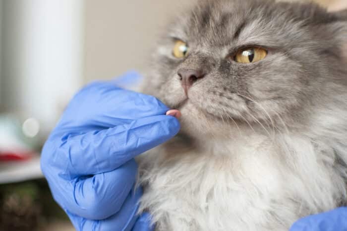 Cute kitten getting a pill from veterinarians