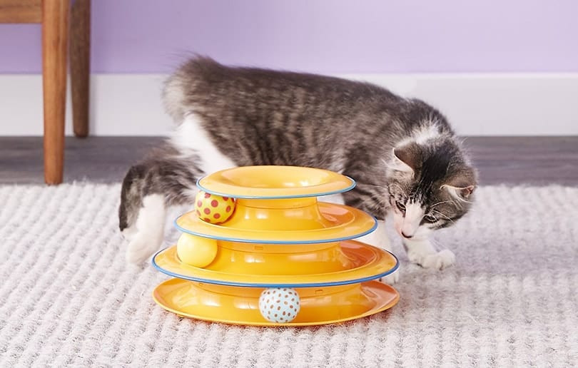 The Best Cat Puzzles Toys to Unleash Your Cat's Inner Einstein